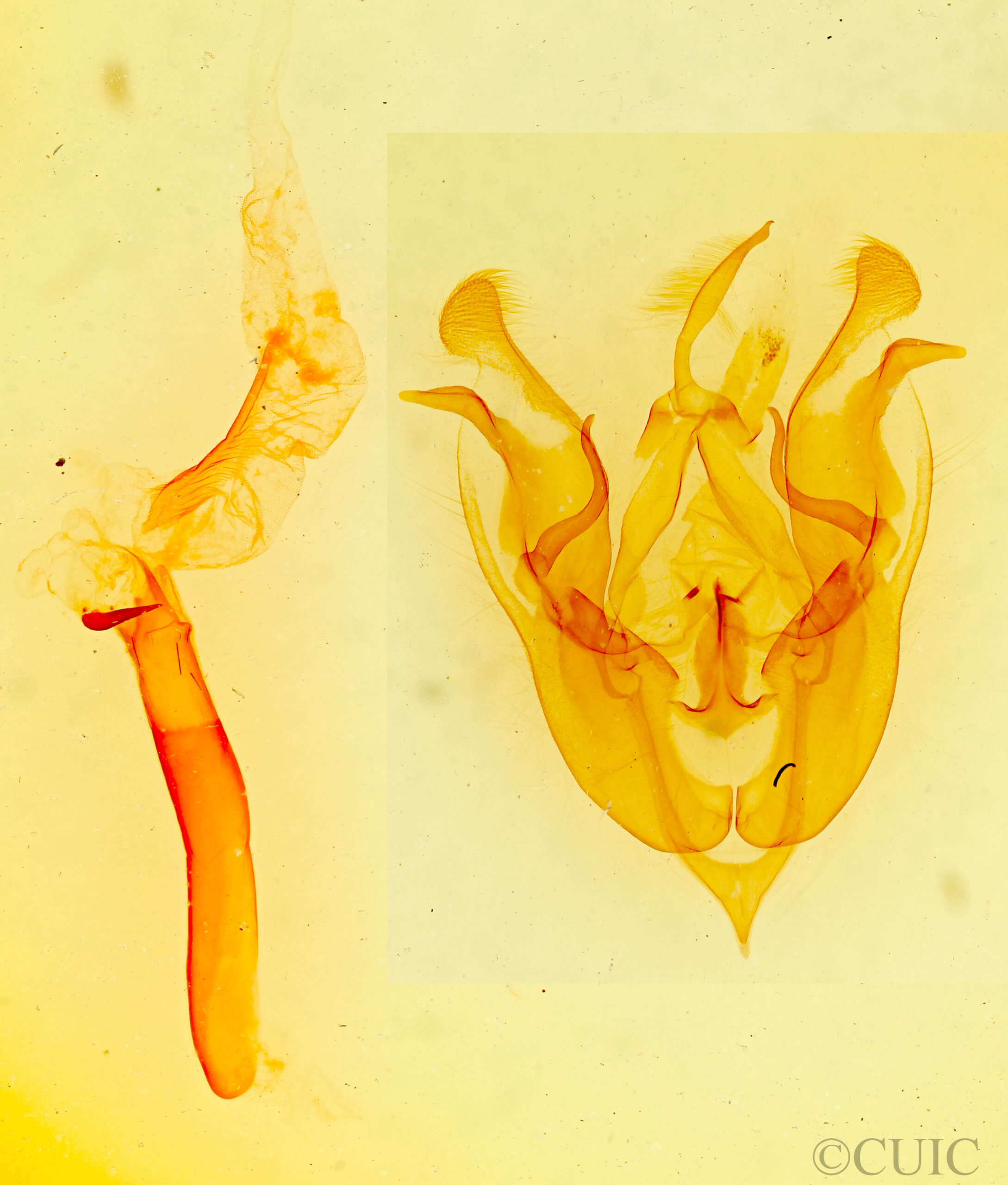 genitalia view of adult Protorthodes incincta