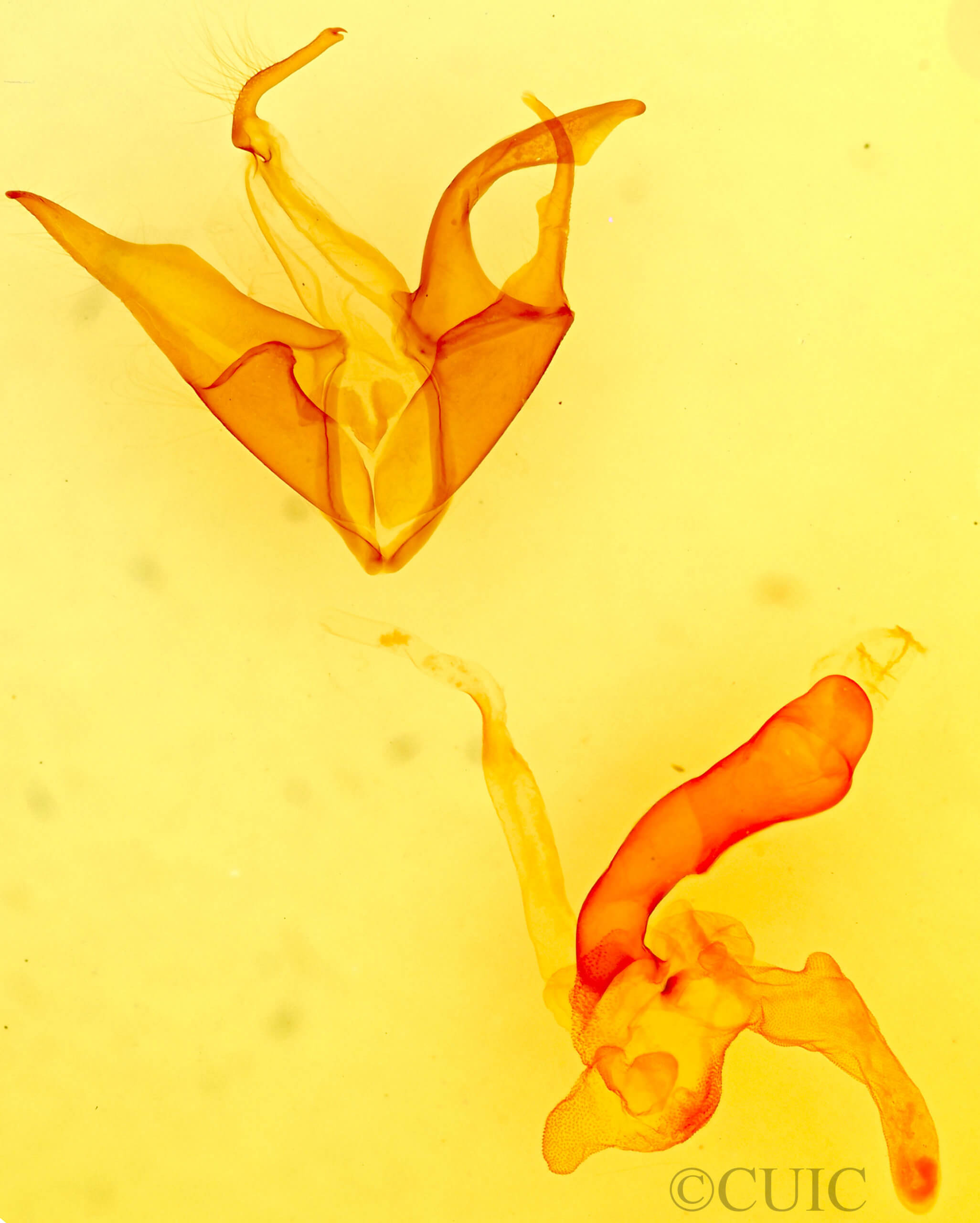 genitalia view of adult Matigramma emmilta