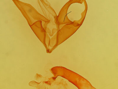 genitalia view of adult Matigramma emmilta