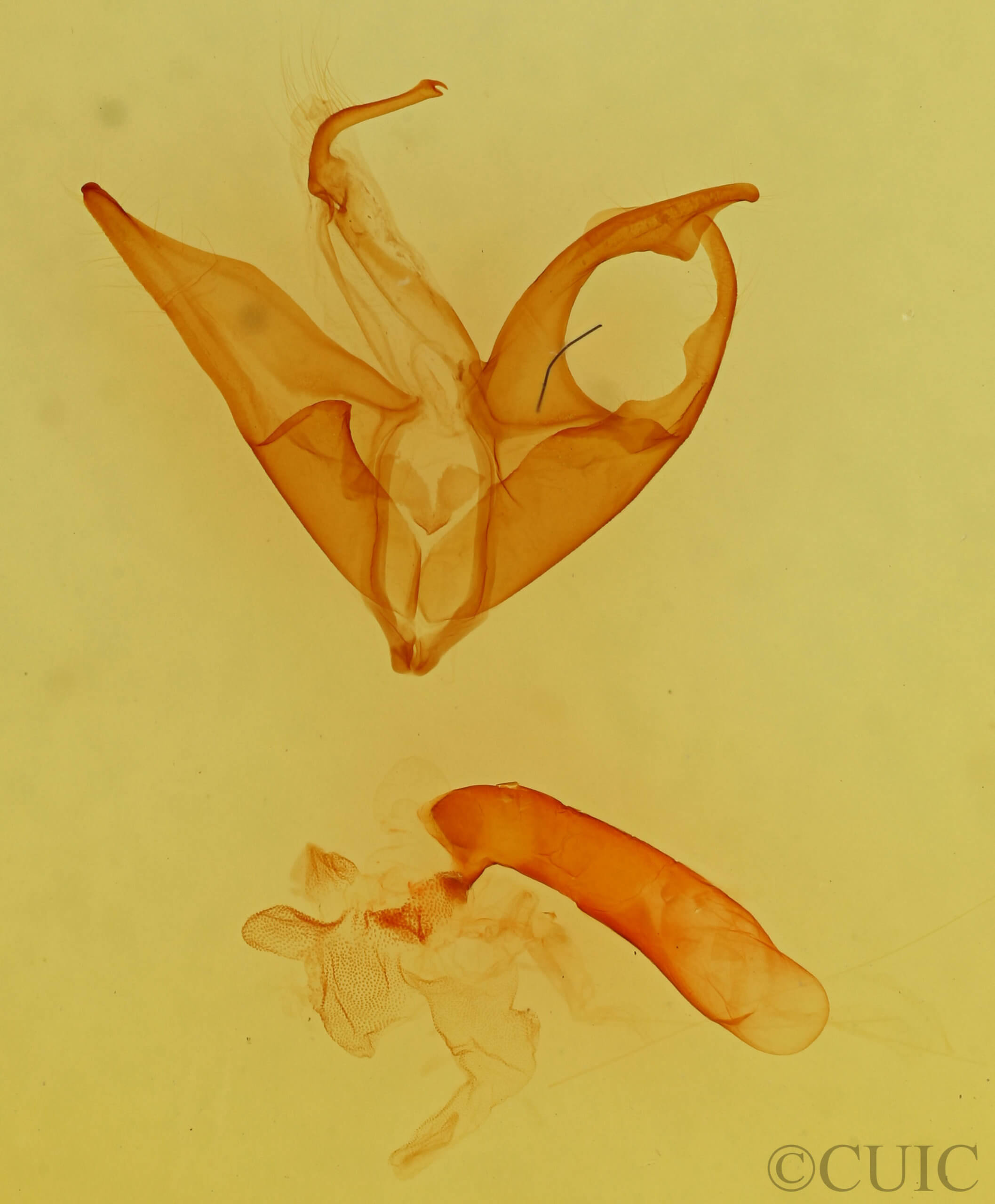 genitalia view of adult Matigramma emmilta