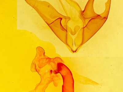 genitalia view of adult Matigramma emmilta