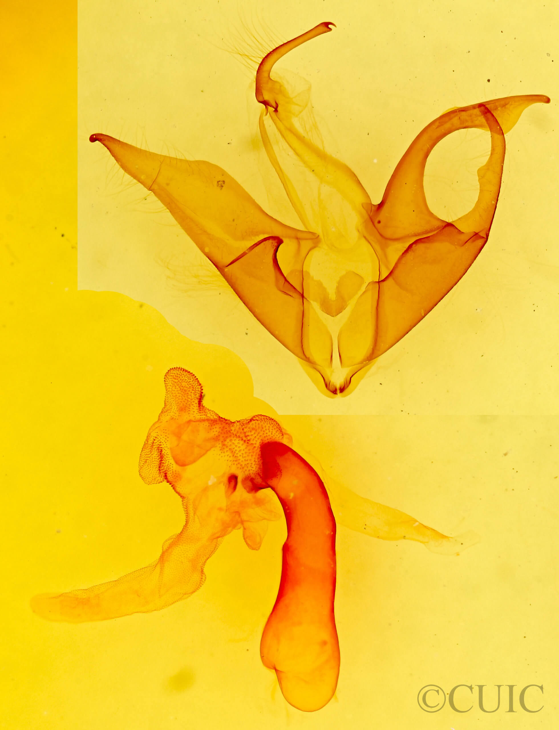 genitalia view of adult Matigramma emmilta