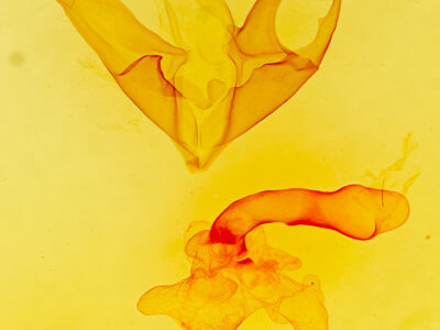 genitalia view of adult Matigramma emmilta