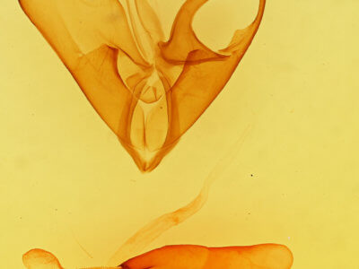 genitalia view of adult Matigramma repentina