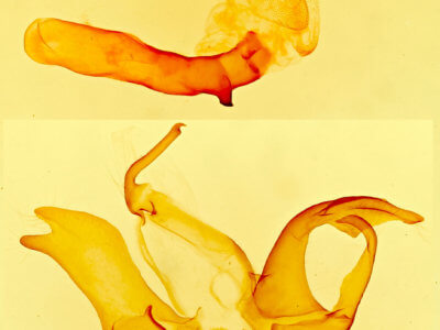 genitalia view of adult Matigramma rubrosuffusa