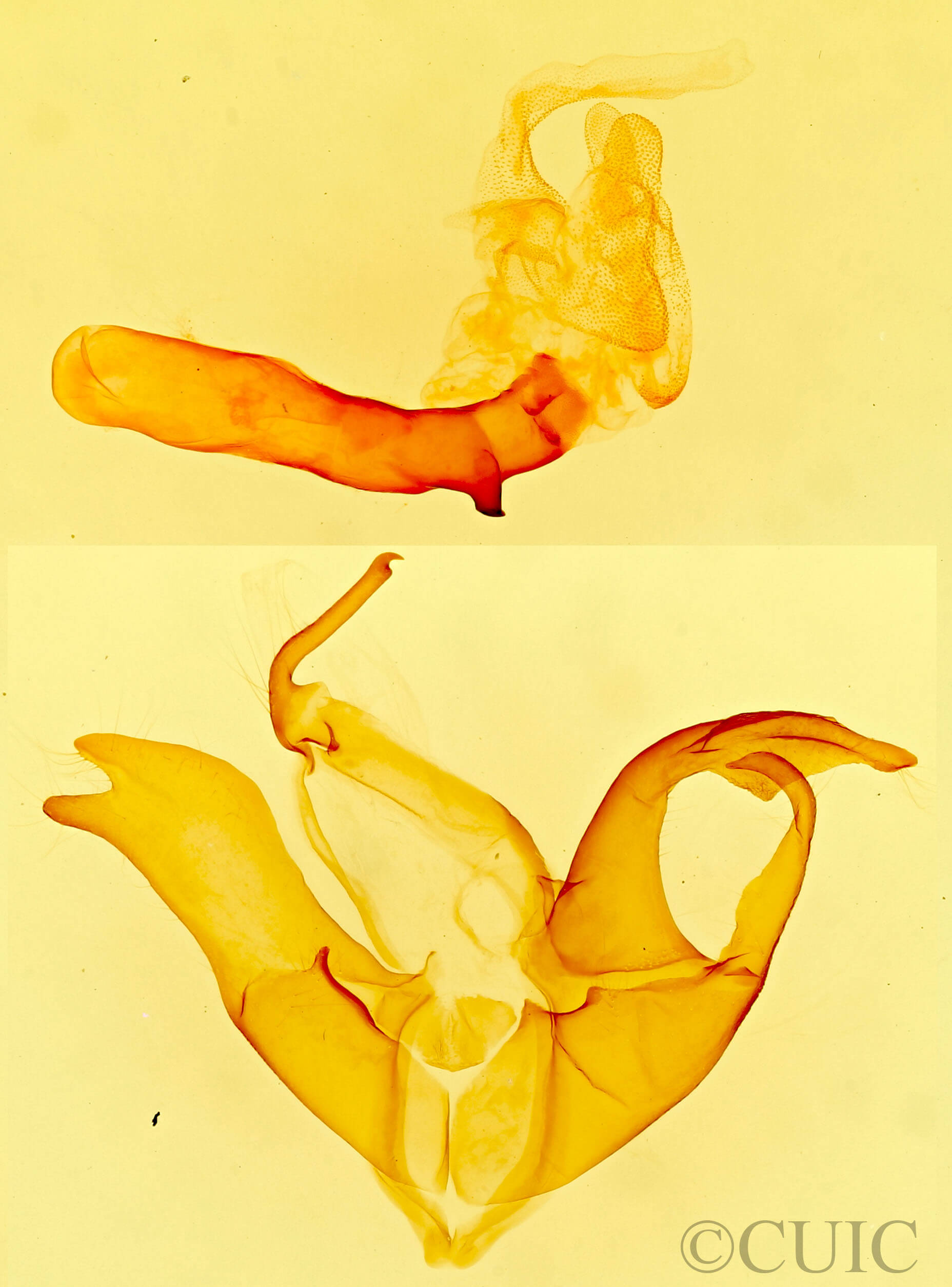 genitalia view of adult Matigramma rubrosuffusa