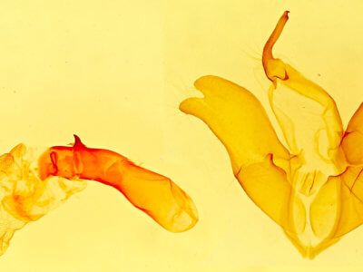 genitalia view of adult Matigramma rubrosuffusa