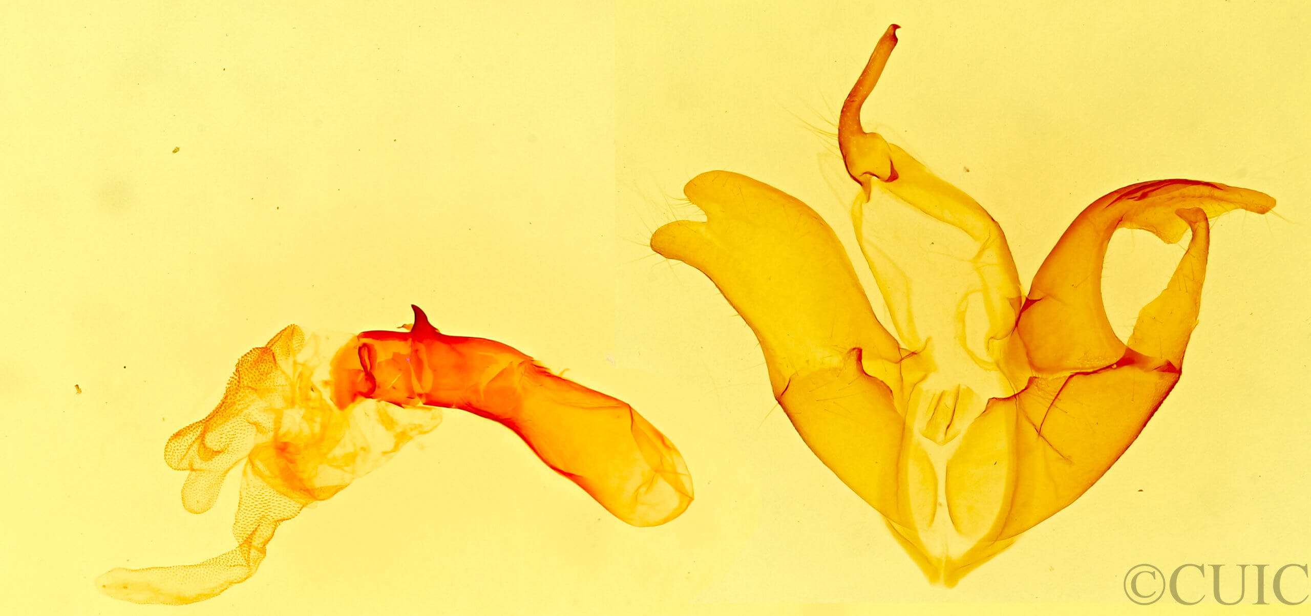 genitalia view of adult Matigramma rubrosuffusa