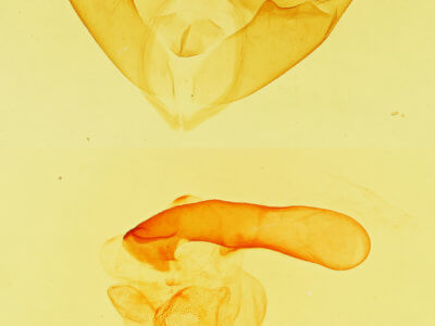 genitalia view of adult Matigramma pulverilinea