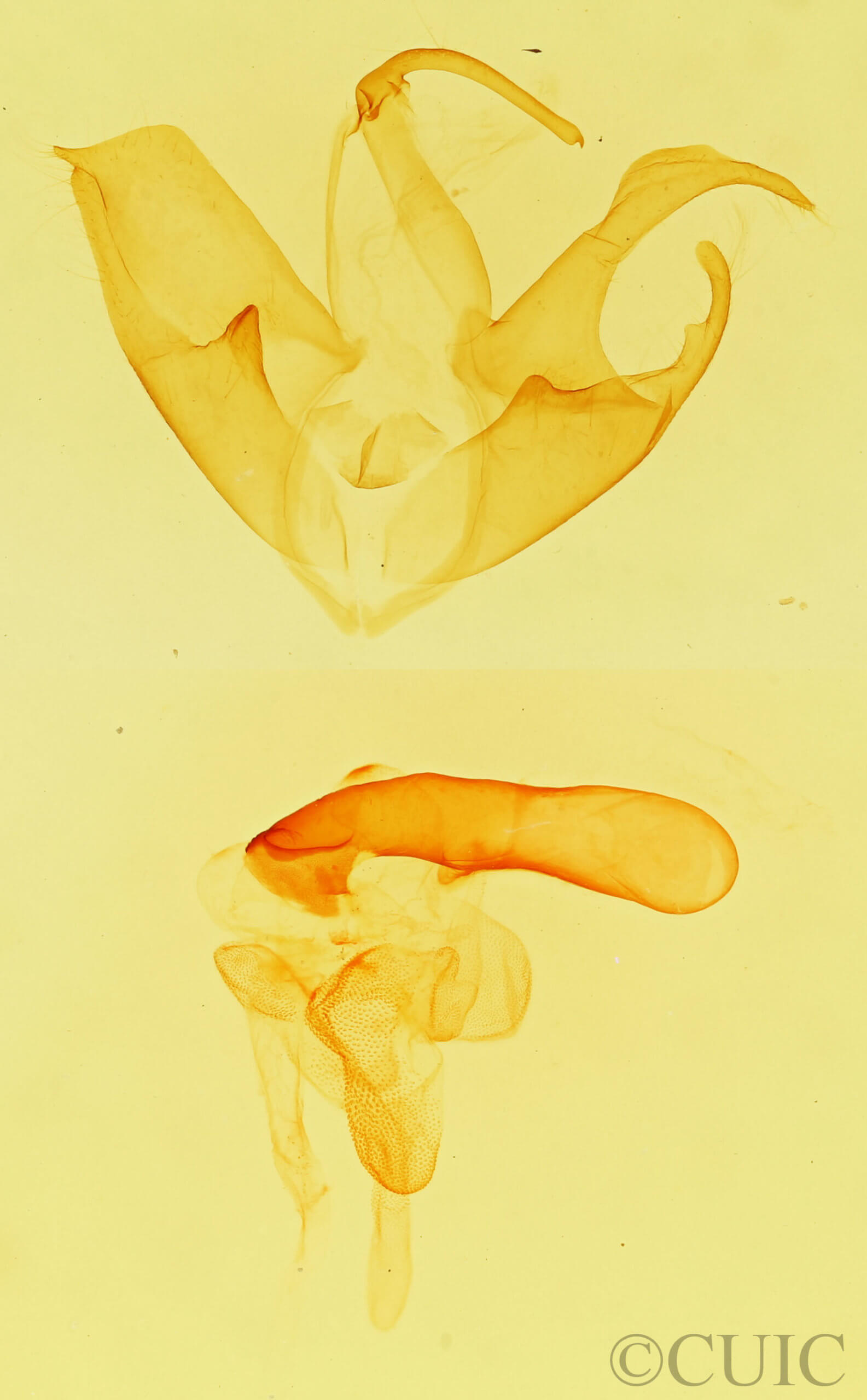genitalia view of adult Matigramma pulverilinea