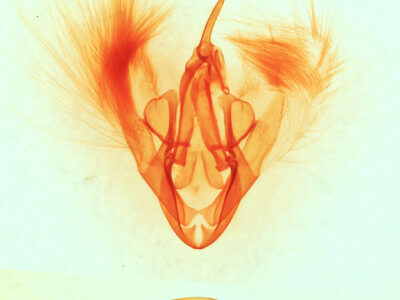 genitalia view of adult Heteranassa mima