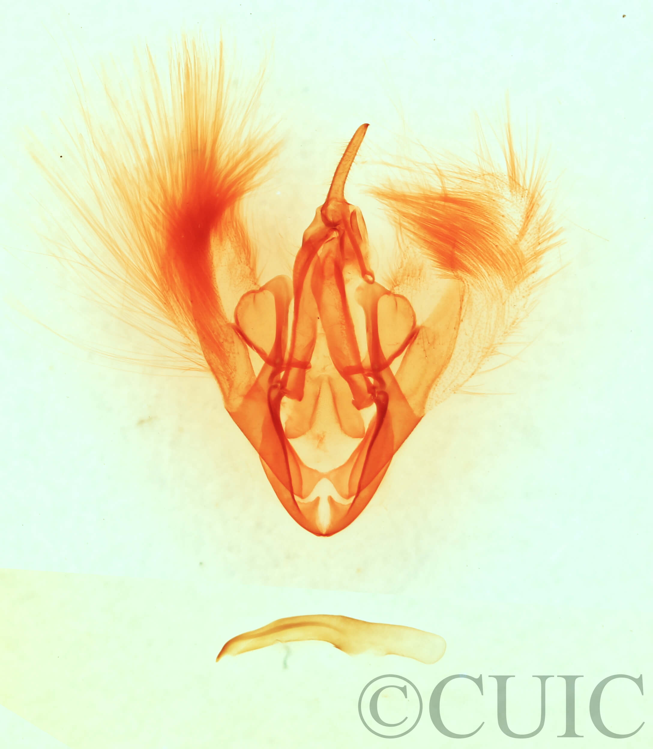 genitalia view of adult Heteranassa mima