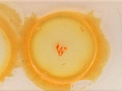 slide view of adult Heteranassa mima