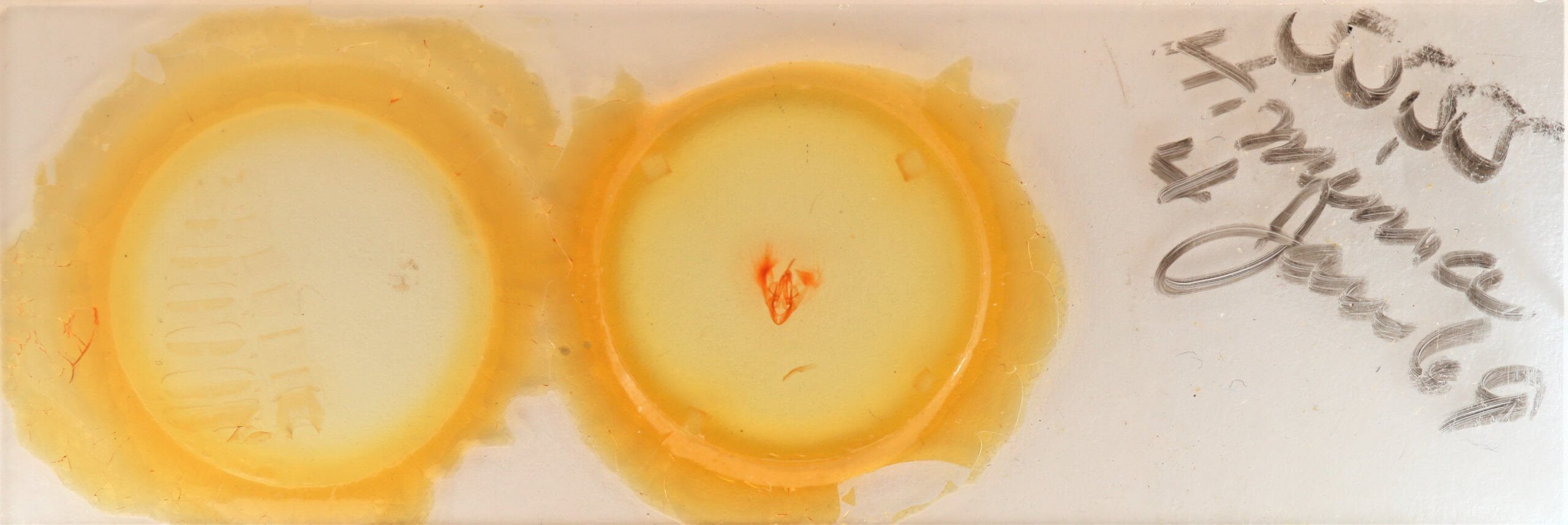 slide view of adult Heteranassa mima