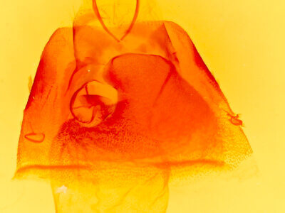 genitalia view of adult Matigramma rubrosuffusa