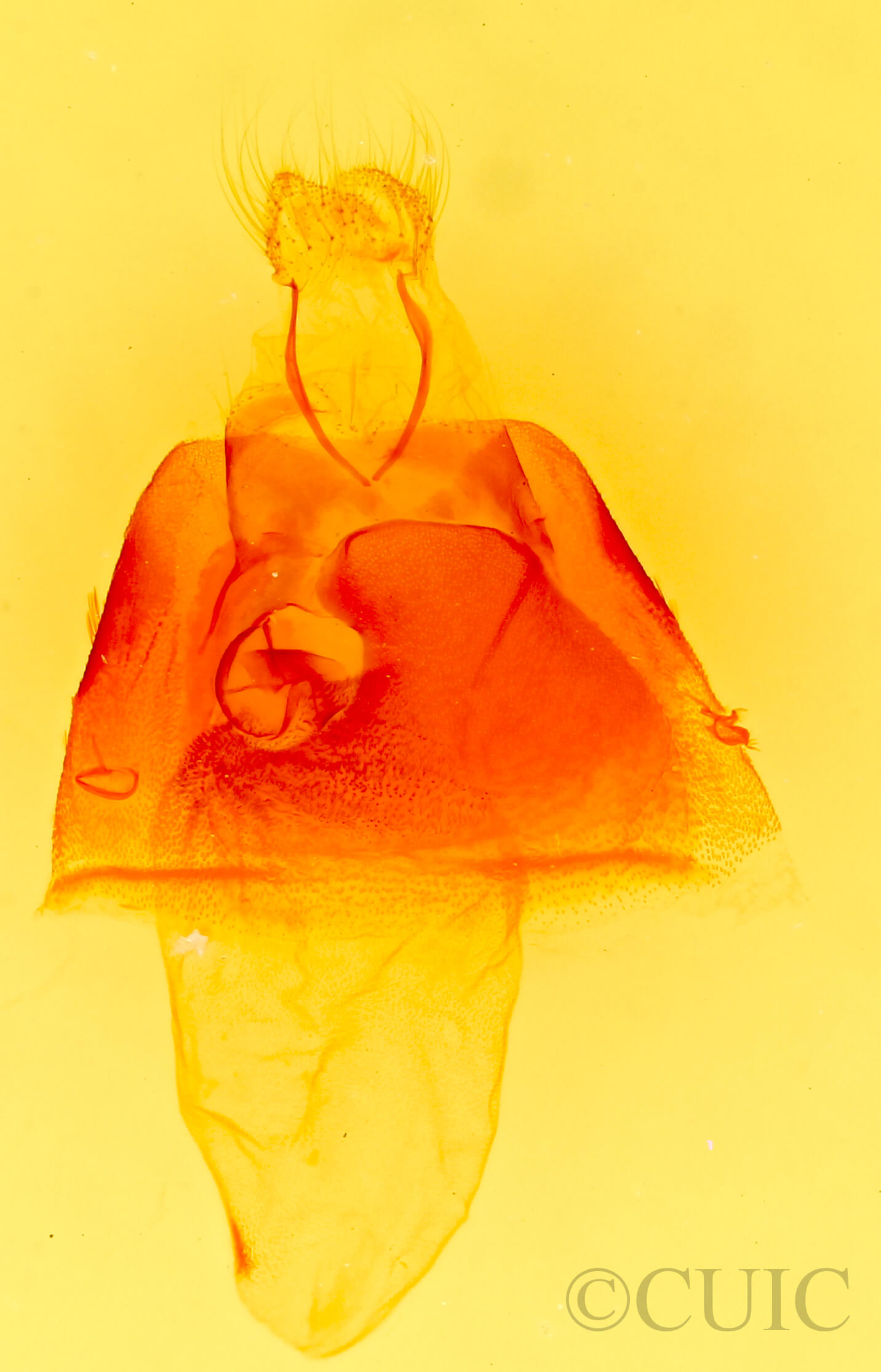 genitalia view of adult Matigramma rubrosuffusa