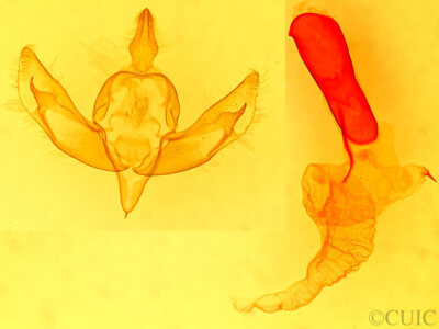 genitalia view of adult Eucoptocnemis elingua