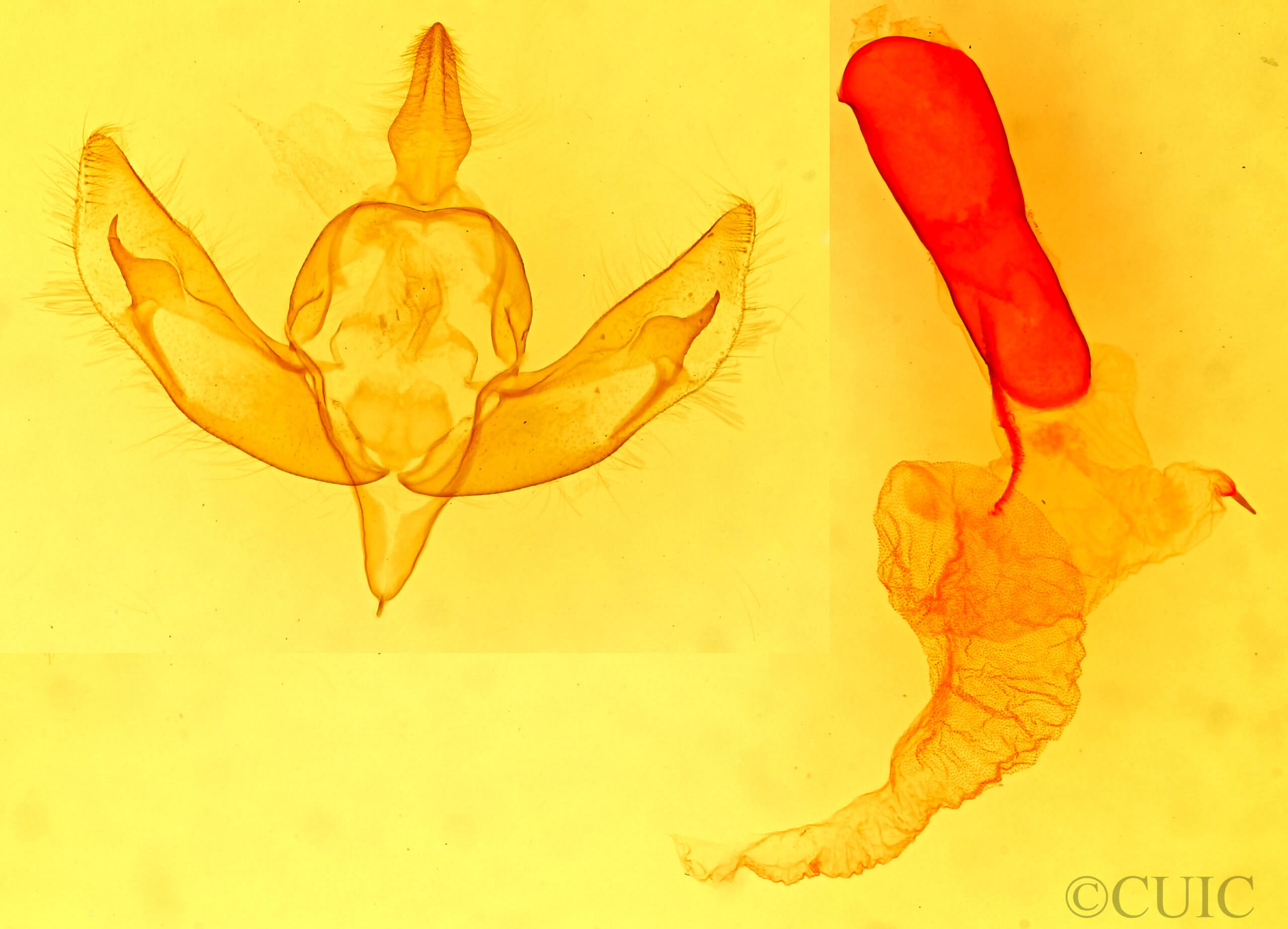 genitalia view of adult Eucoptocnemis elingua