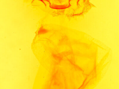 genitalia view of adult Eucoptocnemis elingua