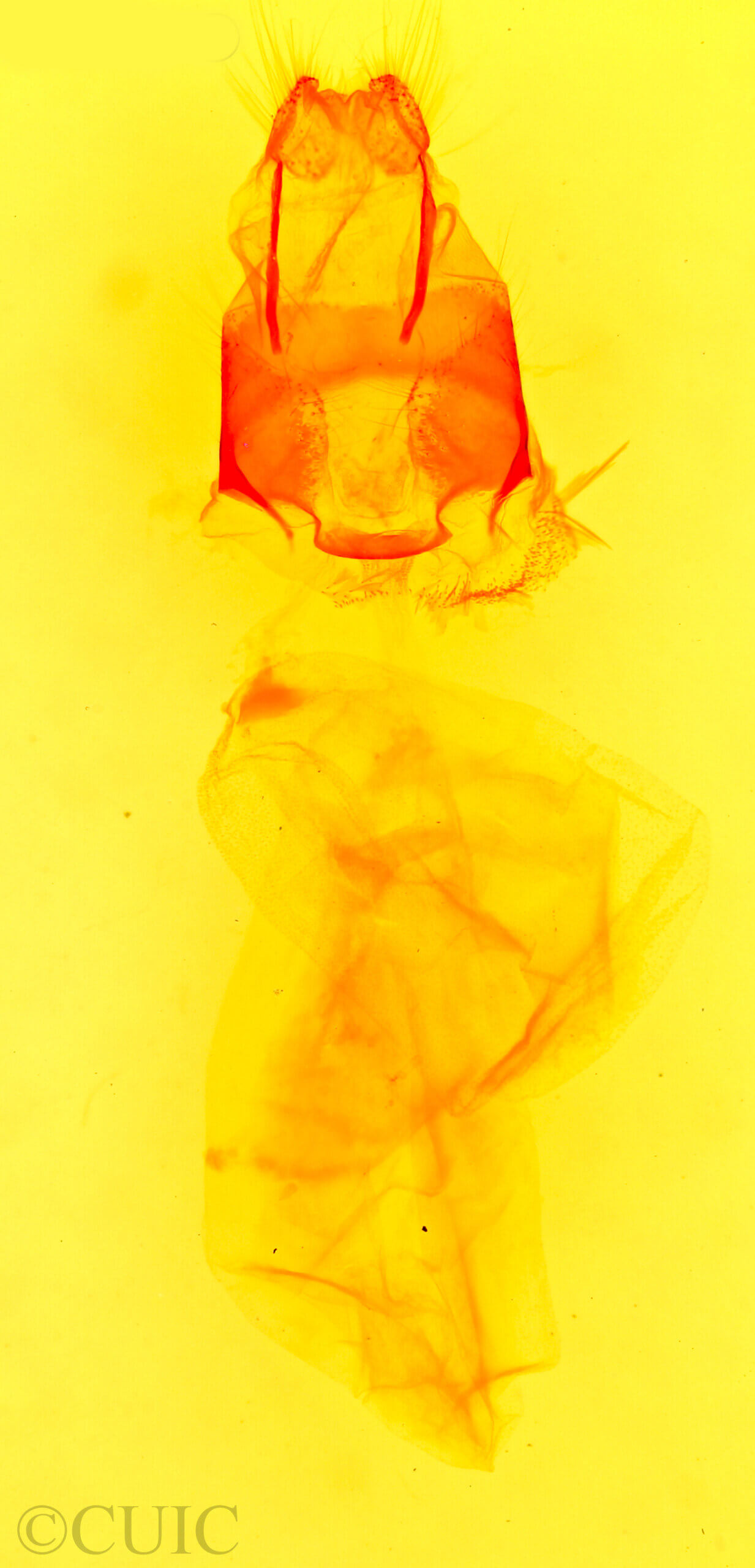 genitalia view of adult Eucoptocnemis elingua