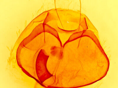 genitalia view of adult Zale minerea