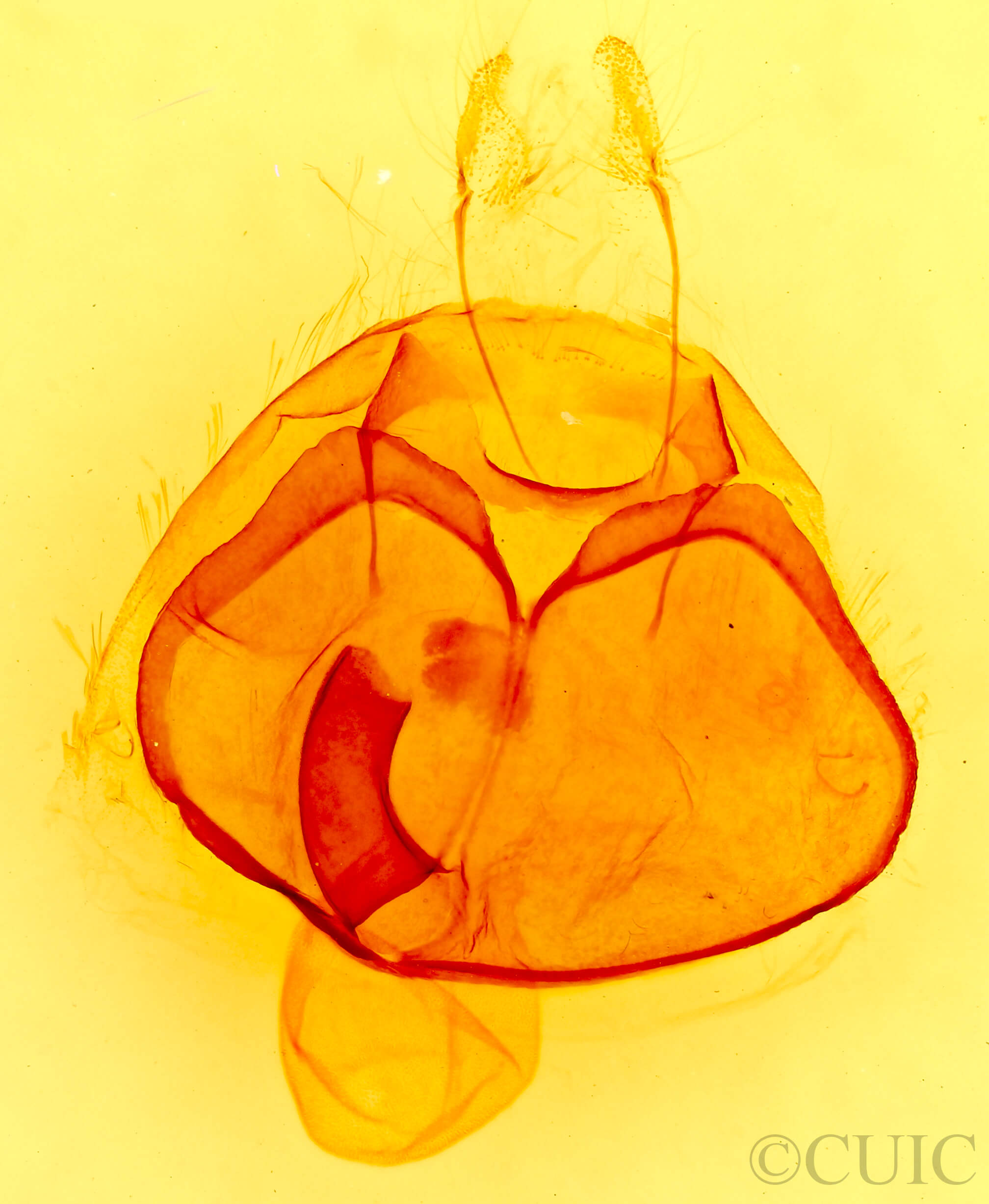 genitalia view of adult Zale minerea