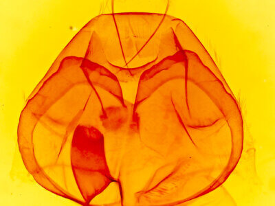 genitalia view of adult Zale minerea