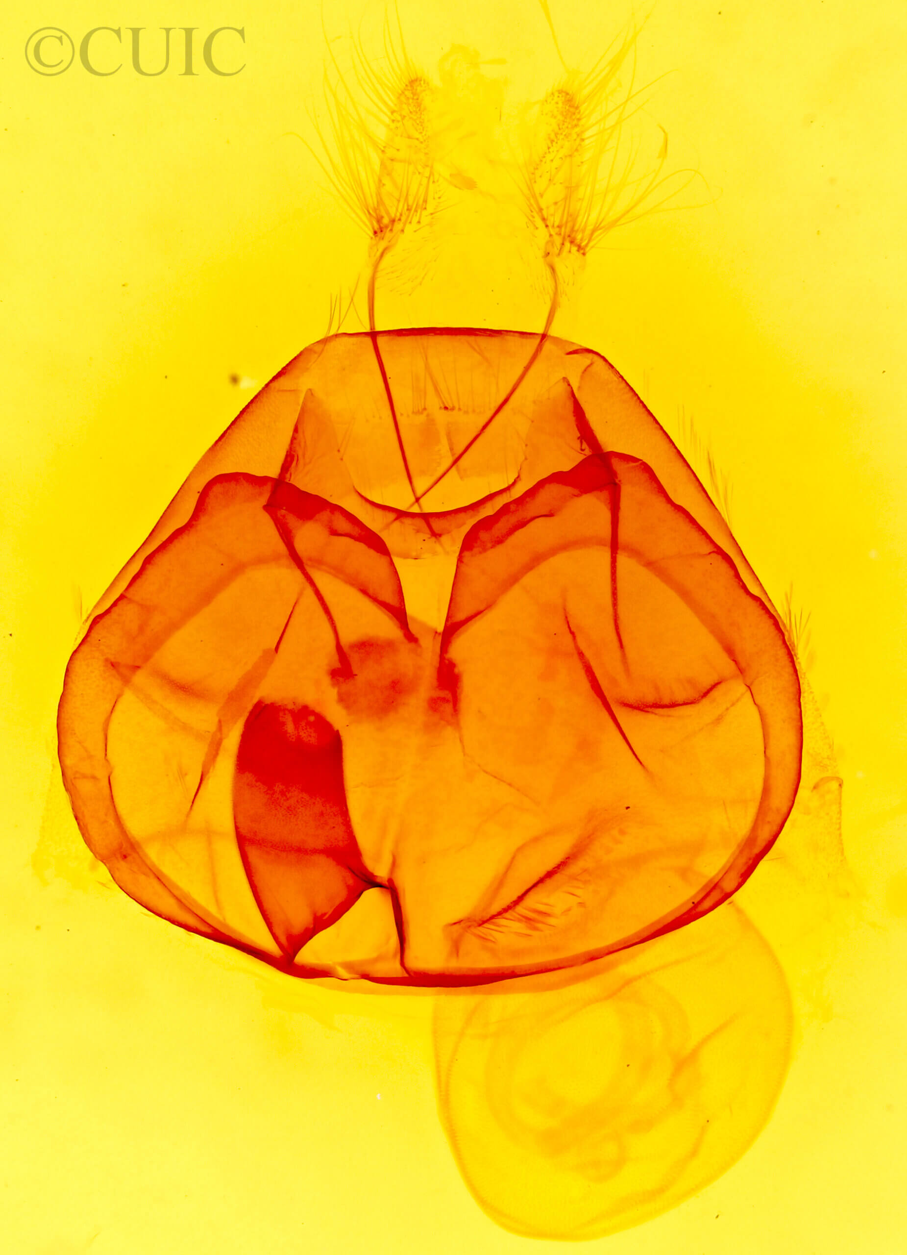 genitalia view of adult Zale minerea