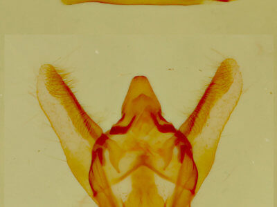 genitalia view of adult Tracheops bolteri