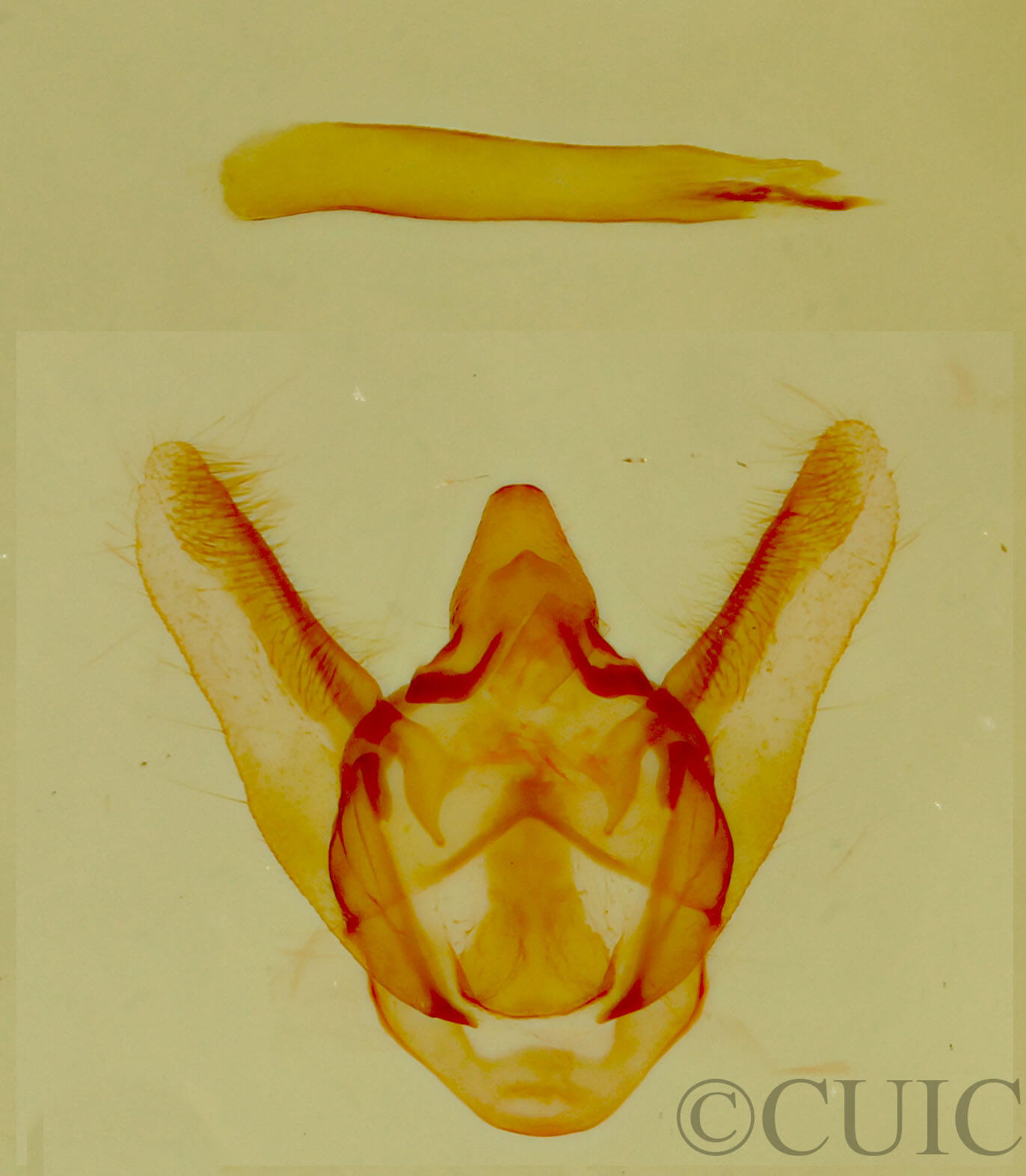 genitalia view of adult Tracheops bolteri