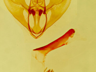 genitalia view of adult Stergamataea delicatum dolliata