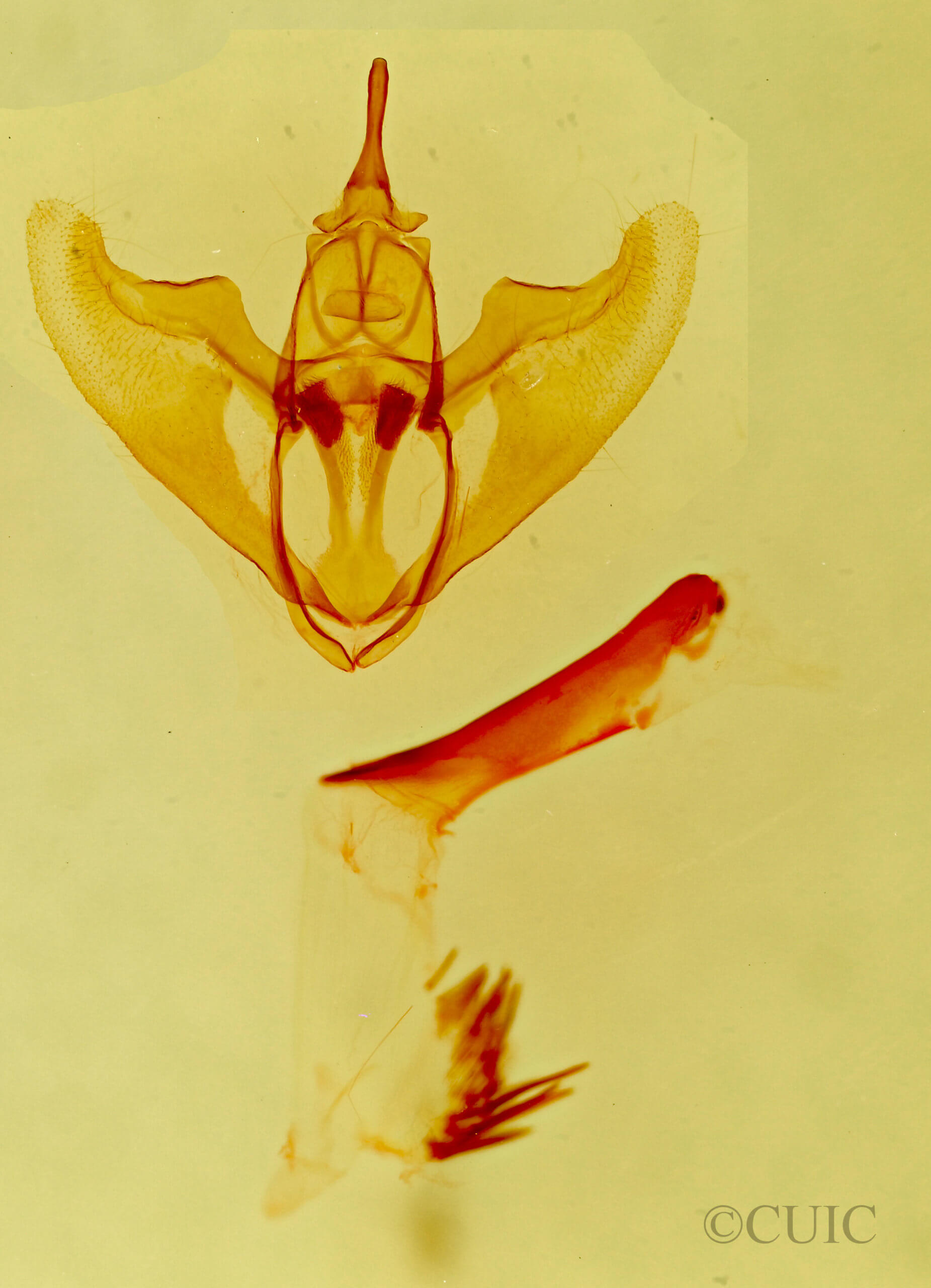 genitalia view of adult Stergamataea delicatum dolliata