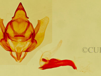 genitalia view of adult Eucaterva variaria