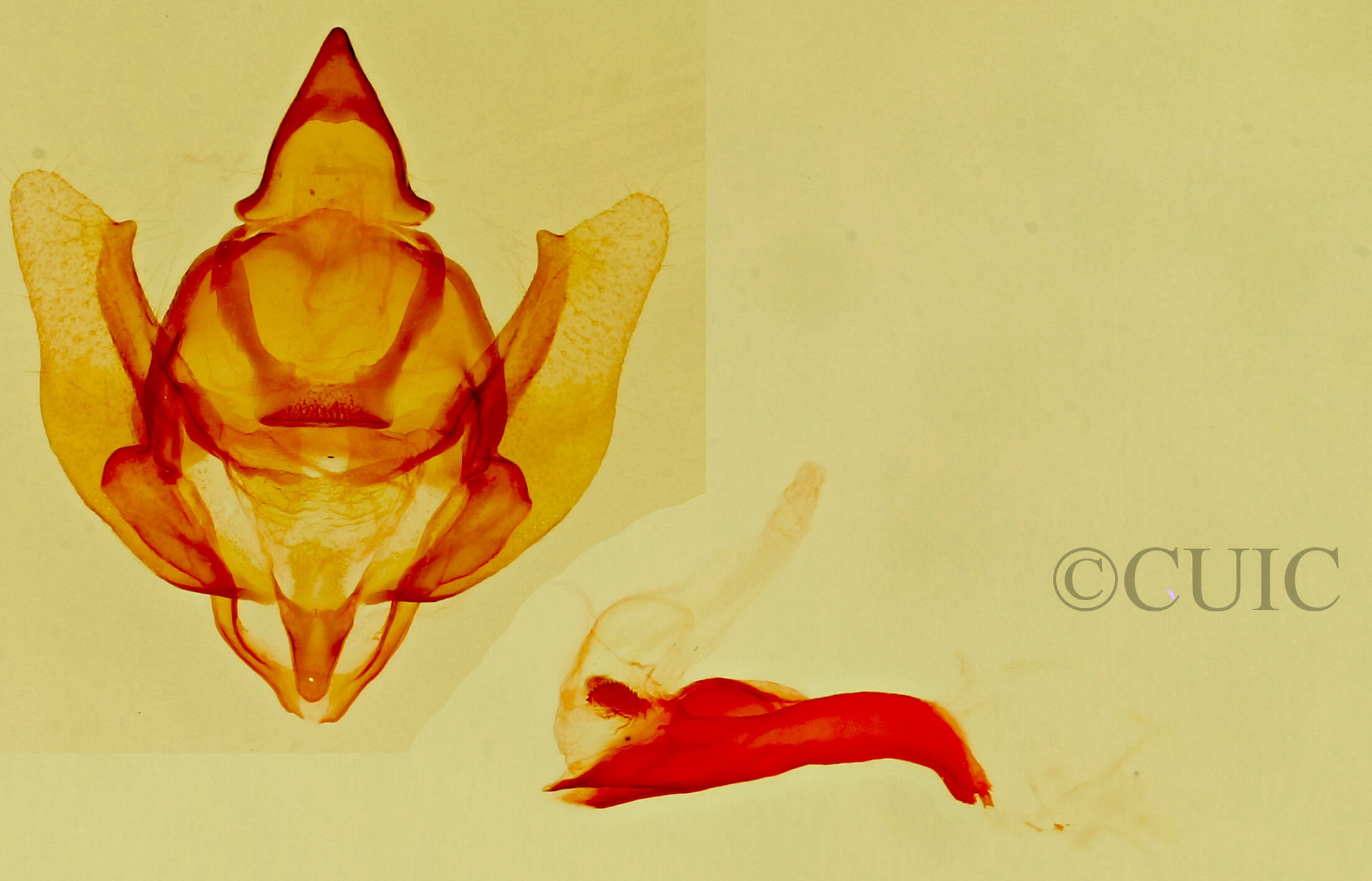 genitalia view of adult Eucaterva variaria