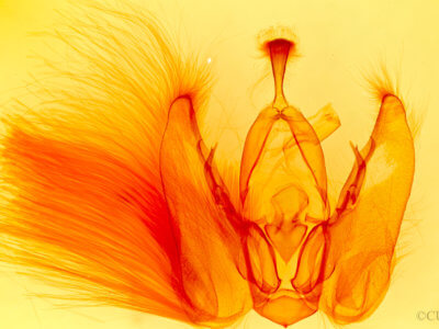 genitalia view of adult Orthodes majuscula