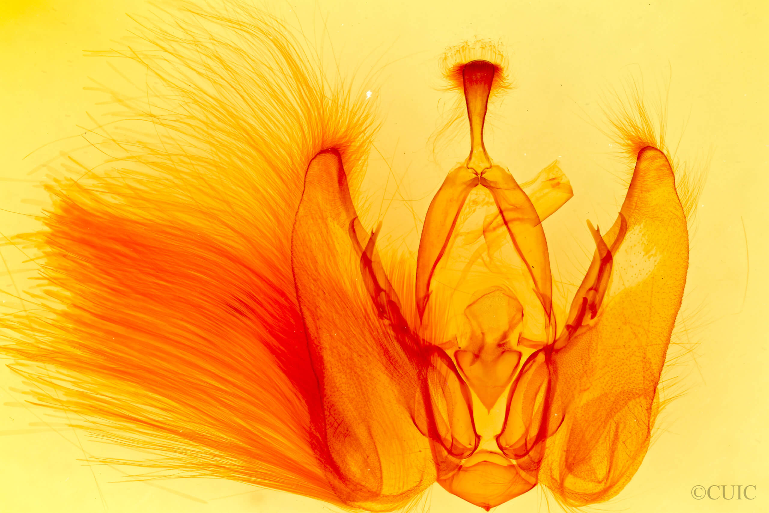 genitalia view of adult Orthodes majuscula