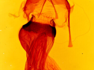 genitalia view of adult Orthodes majuscula