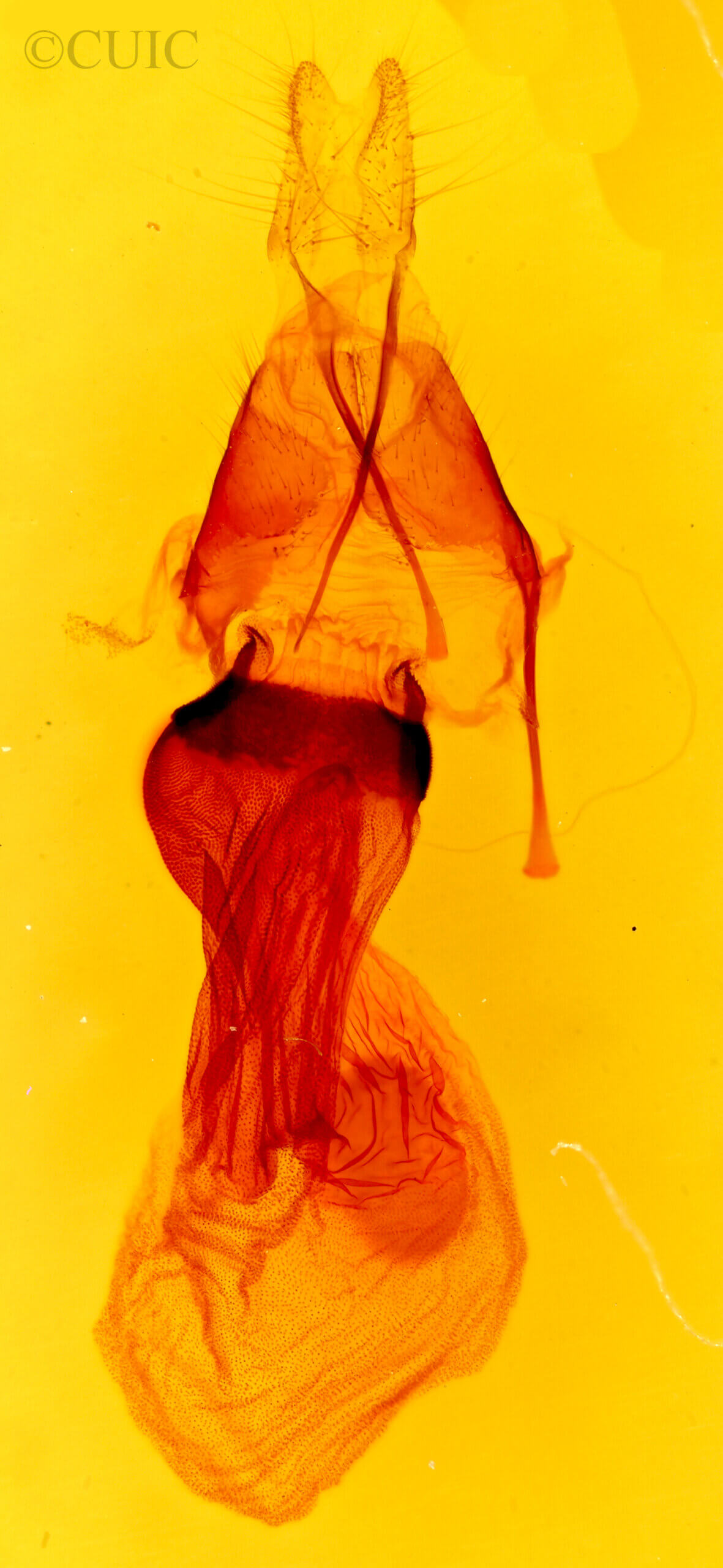 genitalia view of adult Orthodes majuscula