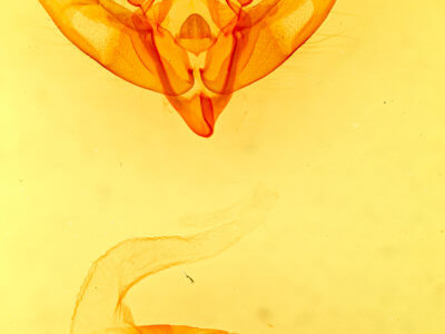 genitalia view of adult Xestia c-nigrum