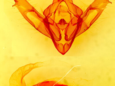 genitalia view of adult Xestia dolosa