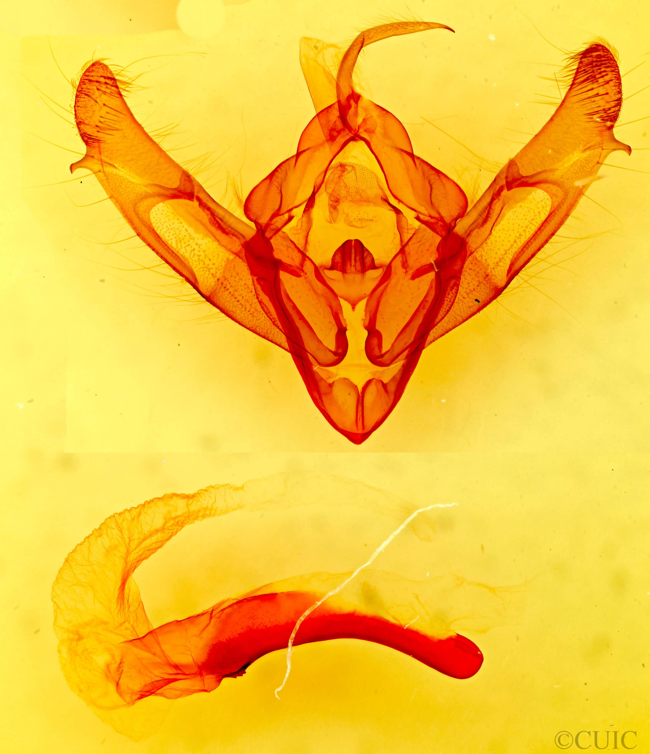 genitalia view of adult Xestia dolosa