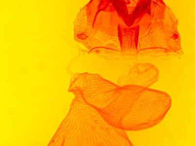 genitalia view of adult Xestia dolosa