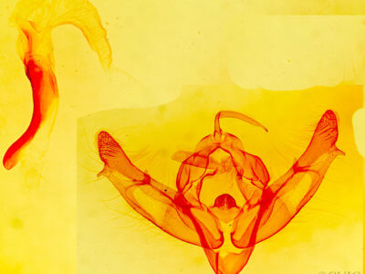 genitalia view of adult Xestia dolosa