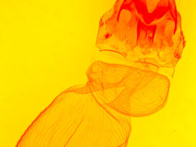 genitalia view of adult Xestia dolosa