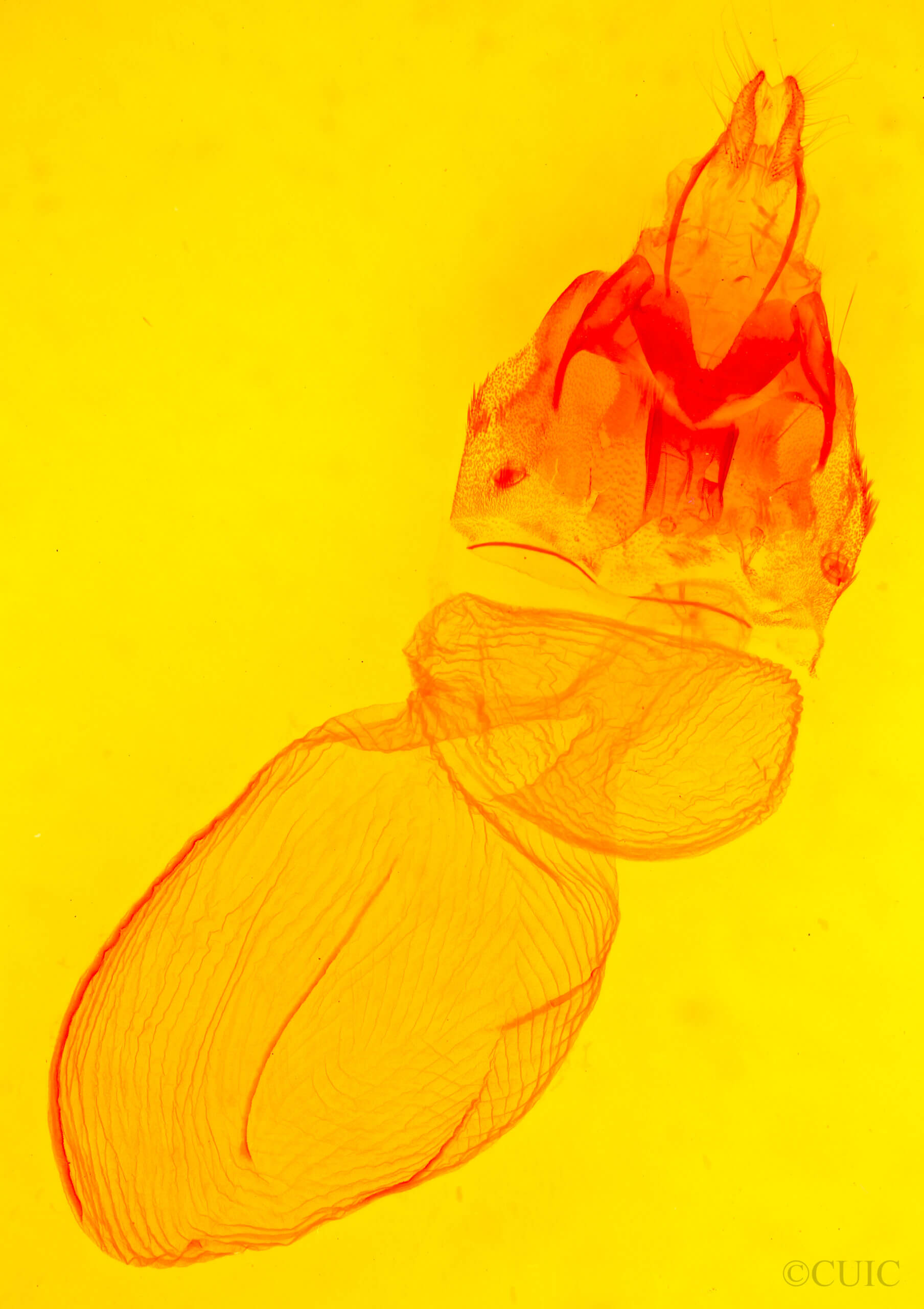 genitalia view of adult Xestia dolosa