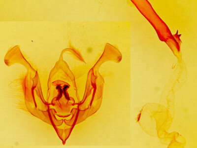 genitalia view of adult Lacinipolia acutipennis