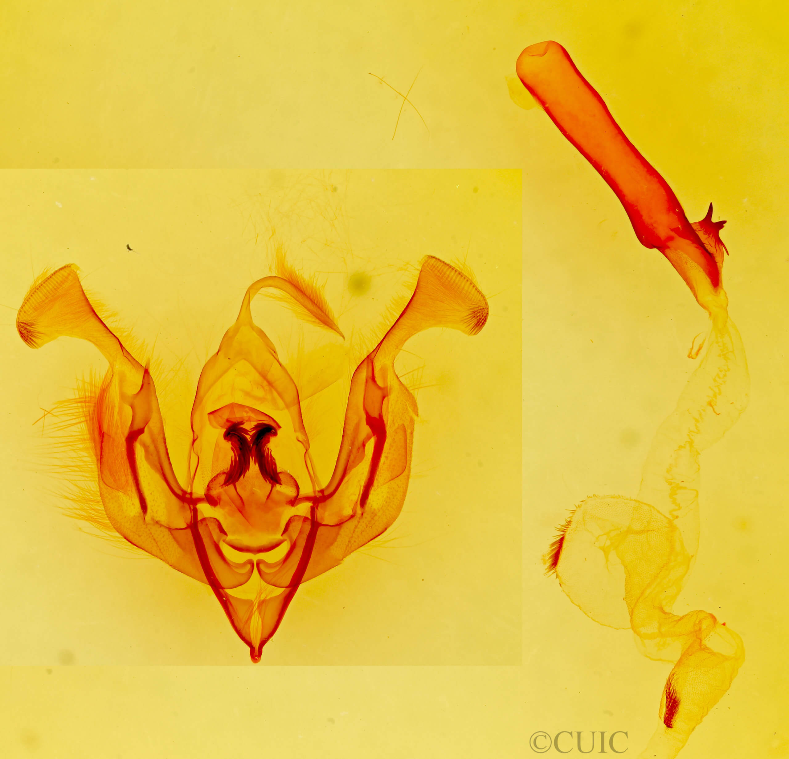 genitalia view of adult Lacinipolia acutipennis