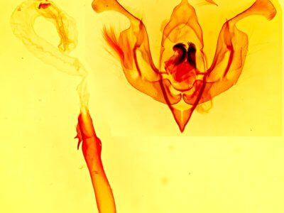 genitalia view of adult Lacinipolia acutipennis