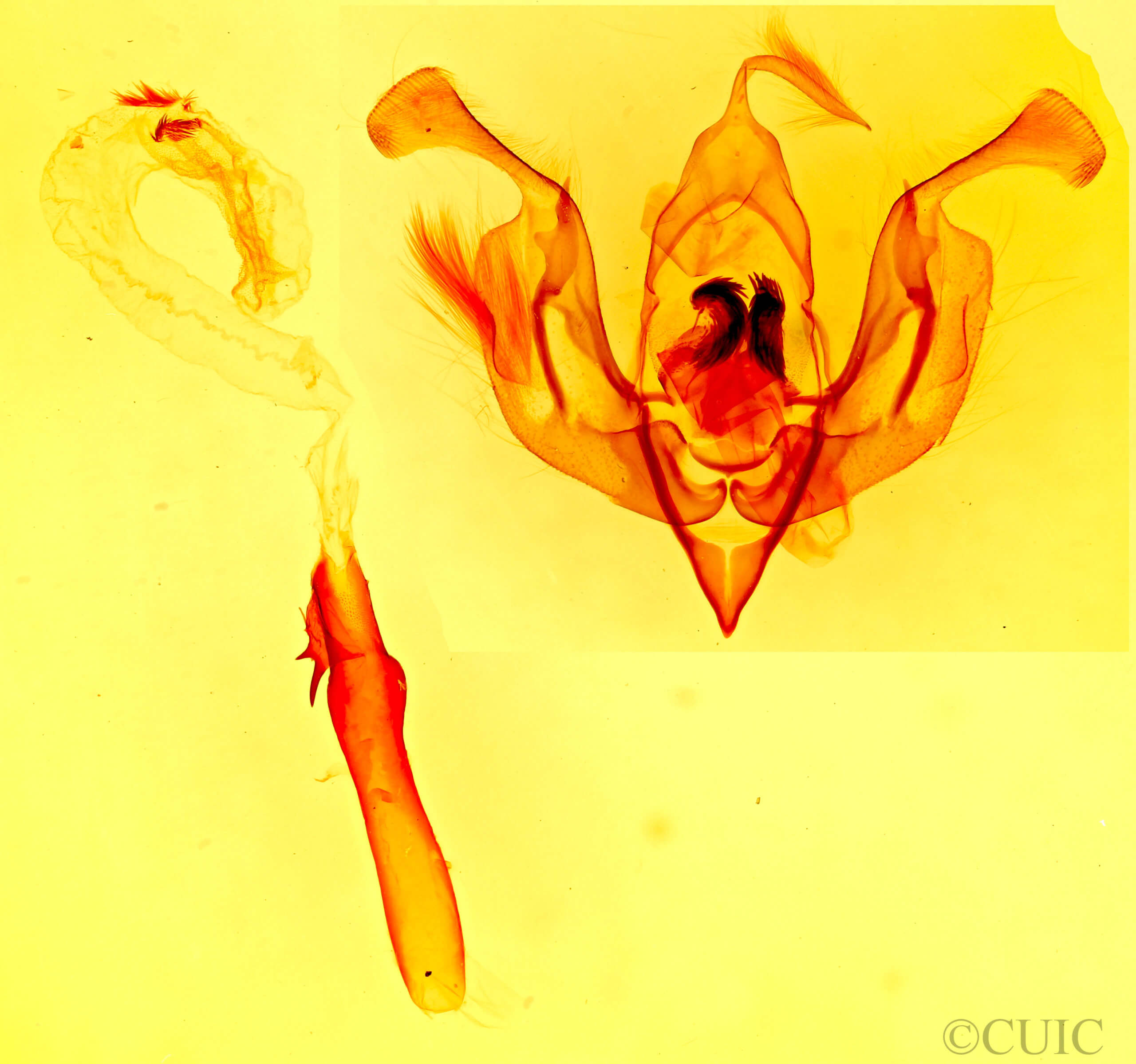 genitalia view of adult Lacinipolia acutipennis