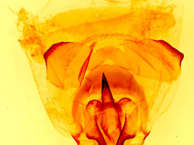 genitalia view of adult Caloecia juvenalis
